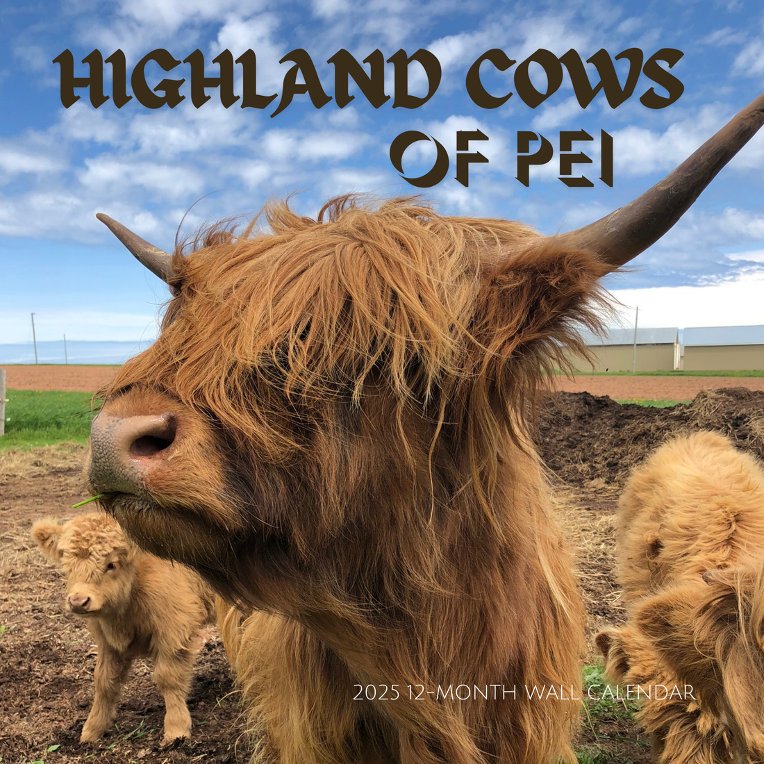 Discovering the Magic of PEI: Highland Cows, Singing Sands, and Simple Joys